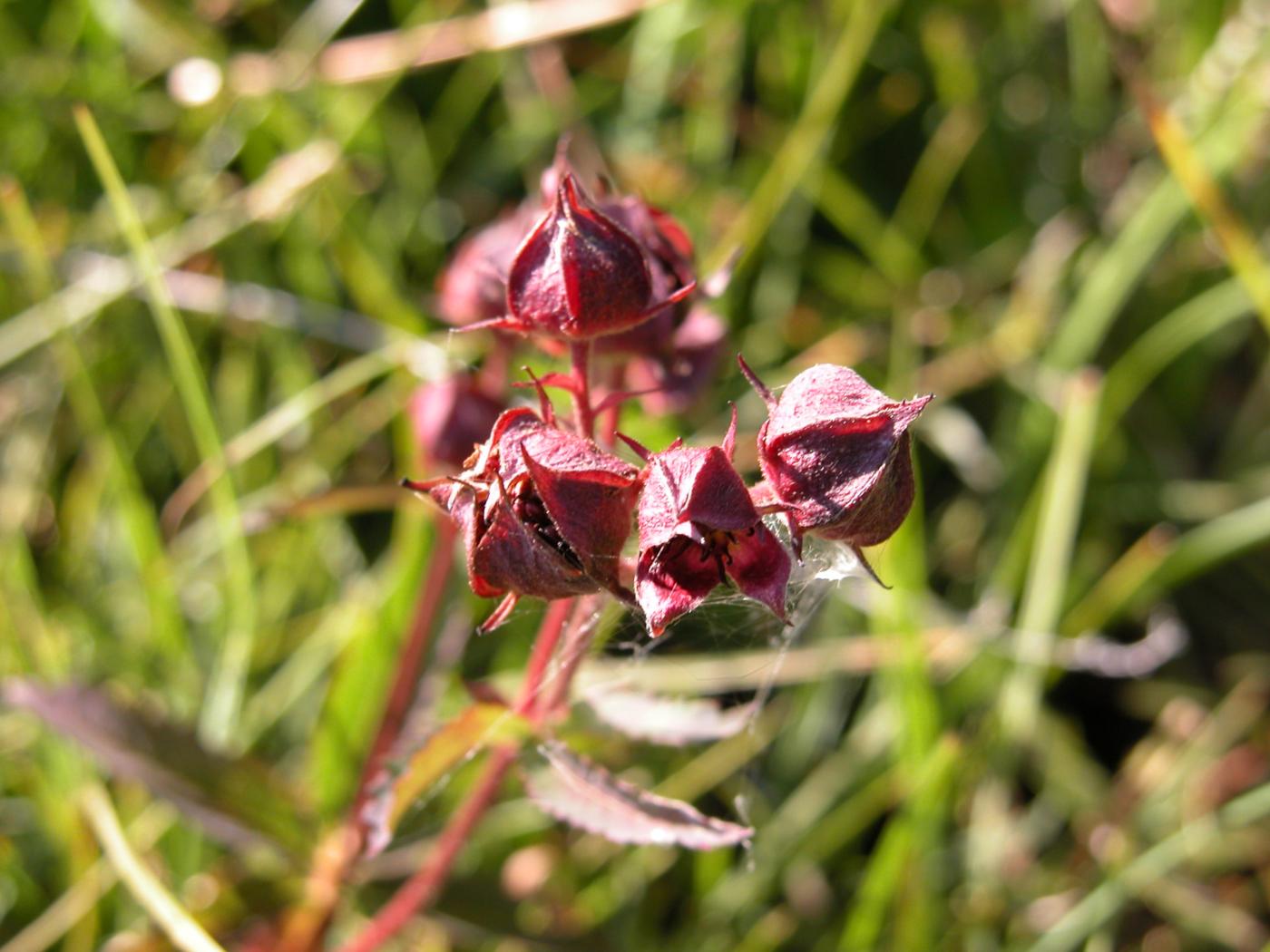 Cinquefoil, Marsh fruit